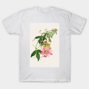 Passiflora pinnatistipula - Botanical Illustration T-Shirt